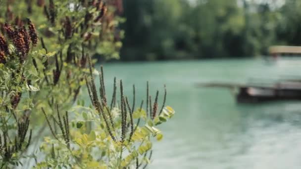 Plant on the river in Montenegro Sailing boat — Stok video