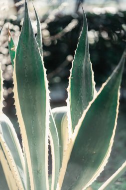 Büyük Kızıl İnanç Çalı Güneşte