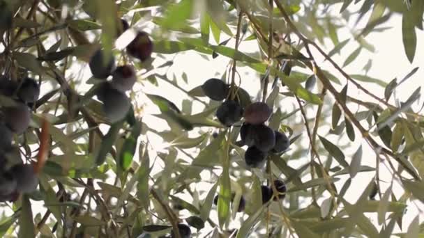 Olives hang on branches in the sun — Stock Video