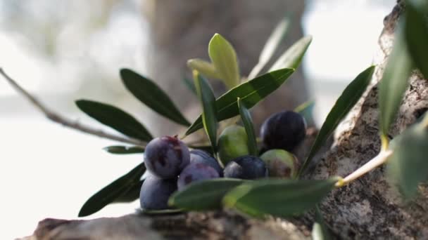 Aceitunas negras y verdes con hojas de olivo — Vídeo de stock