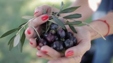 Hurma ağaçlarında, olgun, siyah ve yeşil zeytin ve yaprak vardır.