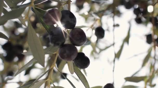 Olijven hangen aan takken in de zon — Stockvideo