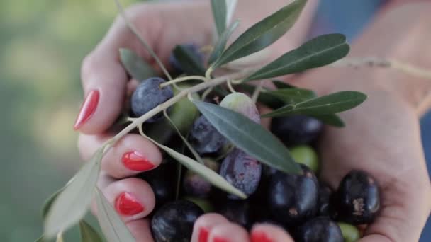Стиглі чорні та зелені оливки та лист у жіночих долонях — стокове відео
