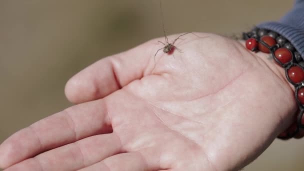 Aranha rasteja na mão do homem — Vídeo de Stock