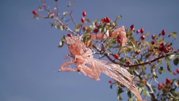 Plastic polyethylene trash on a branch of rosehip tree — Stock Video