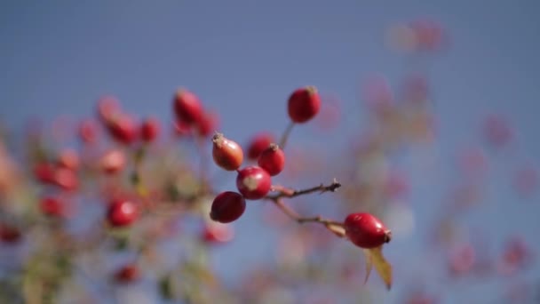 Fruits d'églantier rouge avec un mouvement de caméra plan rat — Video