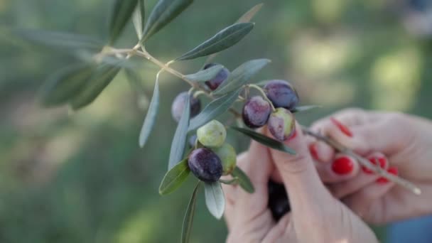 Ripe black and green olives and leaf in womens palms — Stock Video