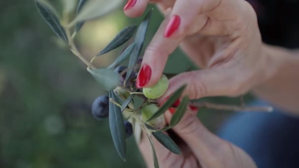 Ripe black and green olives and leaf in womens palms — Stock Video