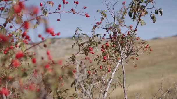 Fare planlı kamera hareketiyle kırmızı gül ağacı meyveleri. — Stok video