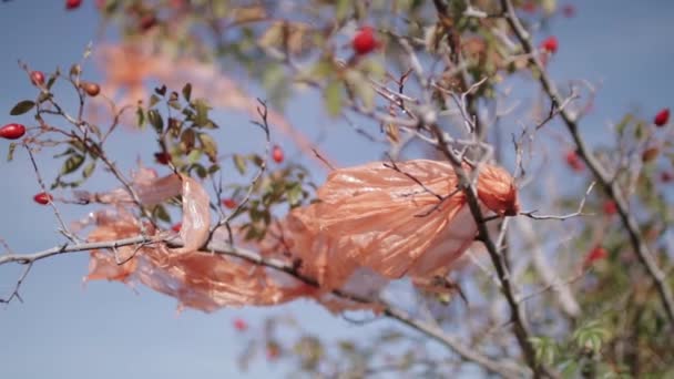 Plastic polyethylene trash on a branch of rosehip tree — Stock Video