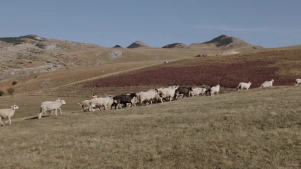 Les enfants chassent le troupeau de moutons courant à travers les montagnes 