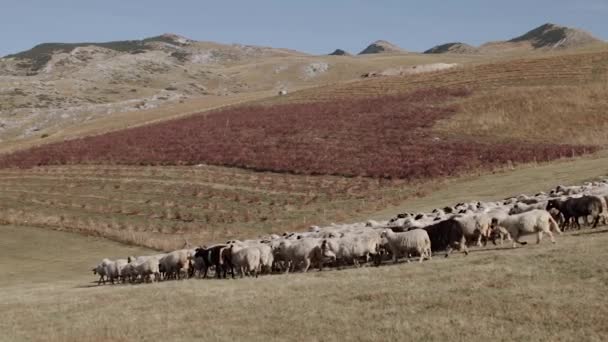 Un troupeau de moutons se déplace à travers les montagnes — Video