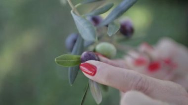 Hurma ağaçlarında, olgun, siyah ve yeşil zeytin ve yaprak vardır.