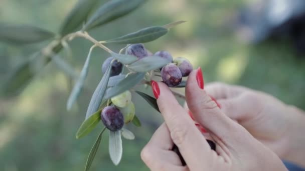 Aceitunas maduras negras y verdes y hojas en palmas de mujer — Vídeo de stock