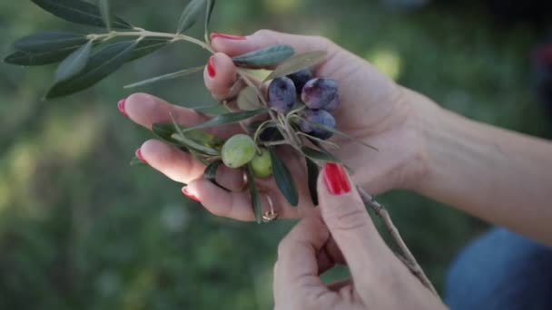 Aceitunas maduras negras y verdes y hojas en palmas de mujer — Vídeo de stock