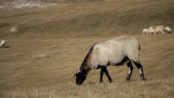 Un gregge di pecore si muove tra le montagne — Video Stock