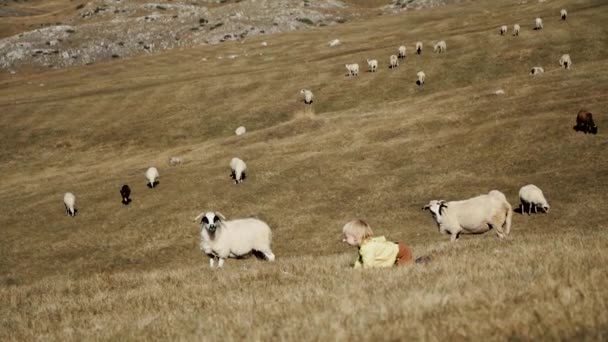Niño pequeño se sienta en un prado con ovejas — Vídeo de stock