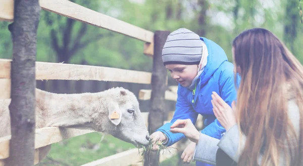 Anne ve oğlu beslemeleri koyun çiftliği vintage filtresinde — Stok fotoğraf