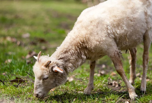 Ovelhas na fazenda comendo grama durante o início da primavera — Fotografia de Stock