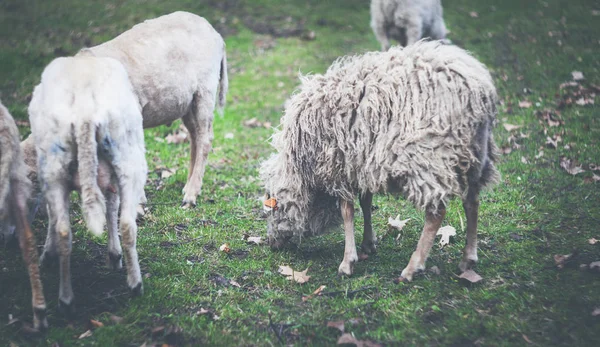 Sheep on farm eating grass vintage filter — Stock Photo, Image