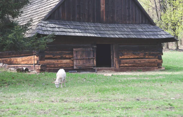 Sheep on farm and old wooden barn — Stock Photo, Image