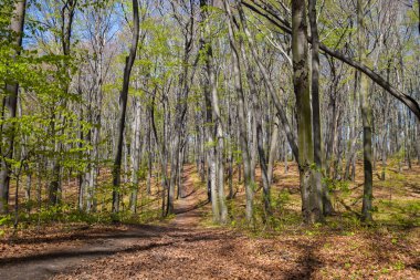 Bahar güneşli gün orman veya park peyzaj