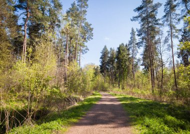 Bahar orman veya güneşli gün boyunca park yolu