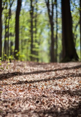Bahar orman veya güneşli gün boyunca park yolu