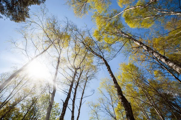 Bottom view of spring trees in forest or park — Stock Photo, Image