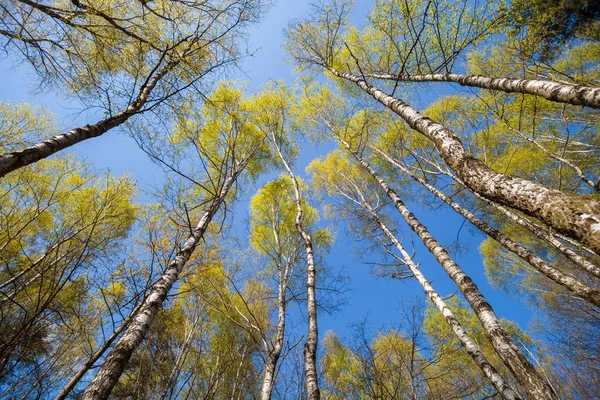 Vista inferior de los árboles de primavera en el bosque o parque — Foto de Stock