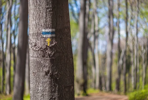 Colorful sign on tree for hiking tourism in forest — Stock Photo, Image