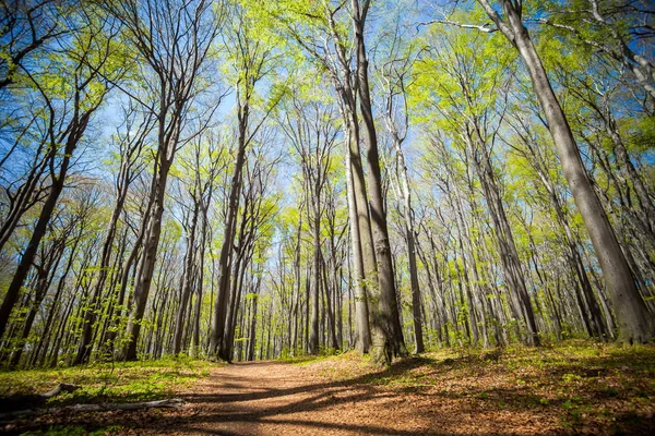 Paisagem de floresta de primavera ou parque dia ensolarado — Fotografia de Stock