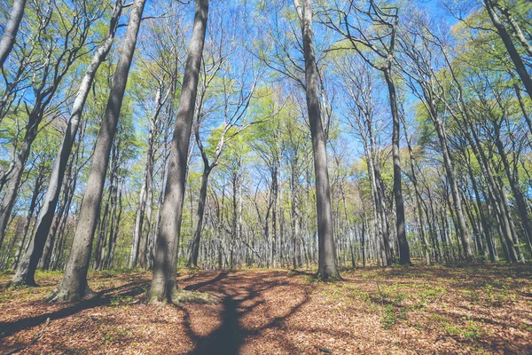 Paisaje de bosque primaveral o parque día soleado — Foto de Stock