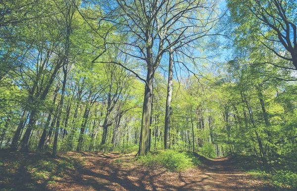 Paisaje de bosque primaveral o parque día soleado — Foto de Stock