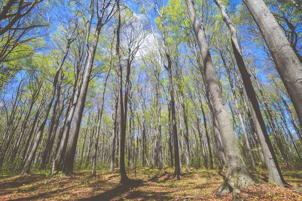 Paisaje de bosque primaveral o parque día soleado — Foto de Stock