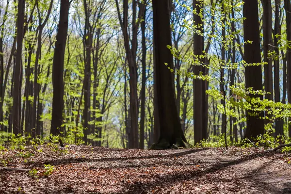 Camino en el bosque de primavera o parque durante el día soleado — Foto de Stock