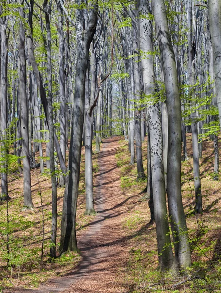 Krajina na jaře lesa nebo parku slunečného dne — Stock fotografie