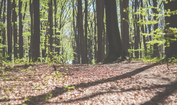 Caminho na floresta de primavera ou parque durante o dia ensolarado — Fotografia de Stock