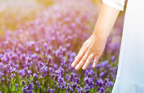 Vrouw hand aanraken van lavendel struiken op zomerdag — Stockfoto