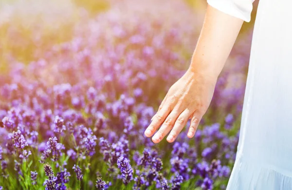 Mujer mano tocando arbustos de lavanda en el día de verano —  Fotos de Stock