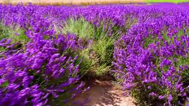 Weergave Van Lavendel Struiken Sluit Zonnige Dag — Stockvideo