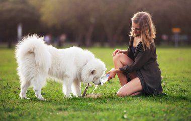 Samoyed köpek içme suyu yaz sıcağında Park sırasında