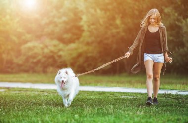 Kız yürüyen köpek park, samoyed