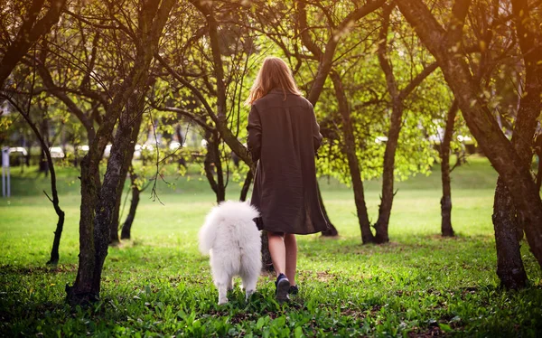 Joven chica paseando samoyed perro en el parque — Foto de Stock