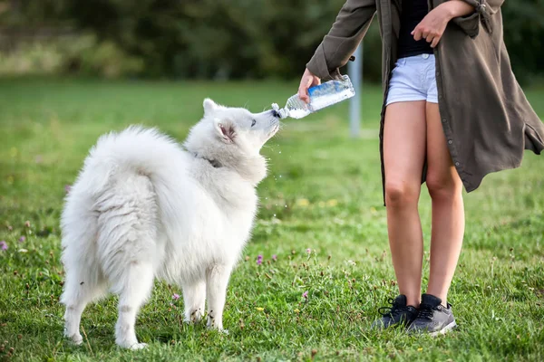 Samoyed dog drinking water during summer heat at park