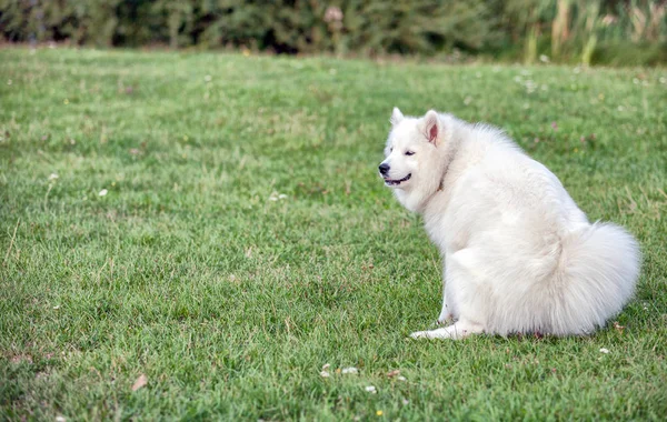 Samoyed dog pooping at grass field in the park — Stock Photo, Image