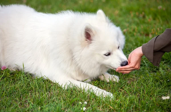 Vrouwelijke eigenaar hand voeding voedsel aan de Samojeed hond — Stockfoto