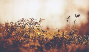 Vahşi çayır flora yakın kadar ekoloji doğa makro