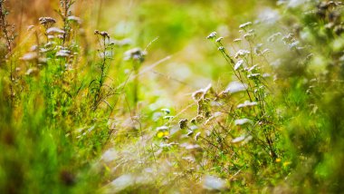 Yaz çayır yakın kadar ekoloji doğa makro