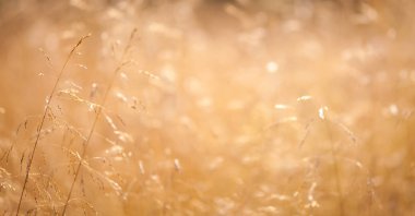 Gün batımında yakın kadar ekoloji doğa makro çayır